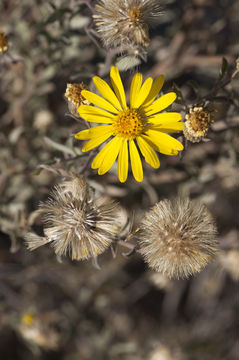 Heterotheca villosa var. pedunculata (Greene) V. Harms ex J. C. Semple resmi