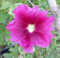 Image of hollyhock