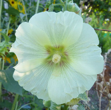 Image of hollyhock