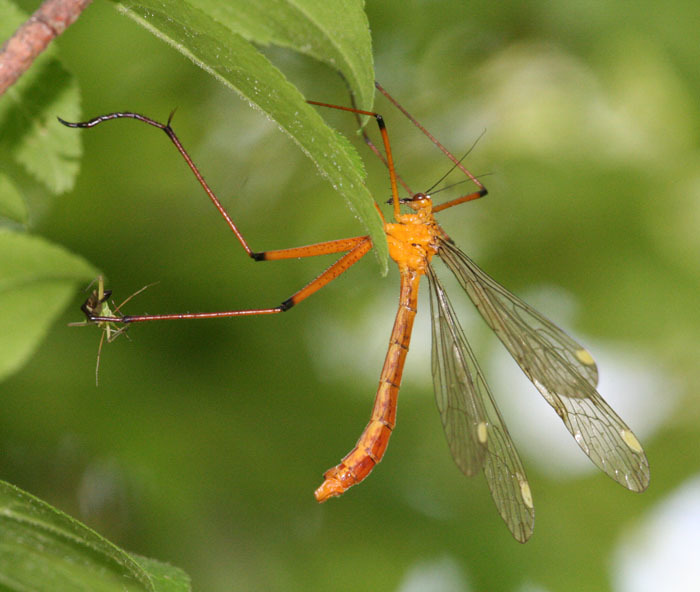 Image of Bittacus chlorostigma MacLachlan 1881