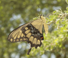 Image of Eastern Giant Swallowtail