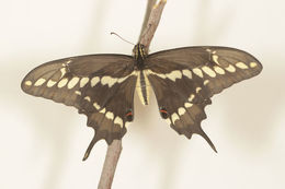 Image of Eastern Giant Swallowtail