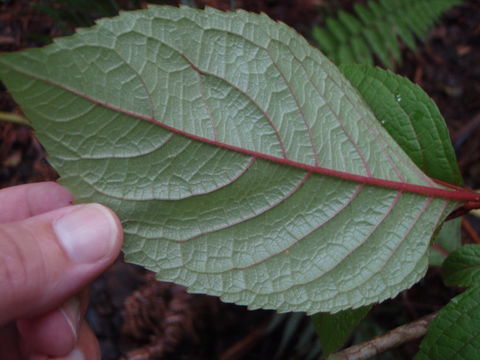 Imagem de Perrottetia sandwicensis A. Gray