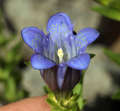 Image of Bog Gentian