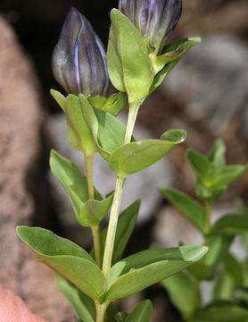 Image of Bog Gentian