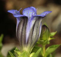 Image of Bog Gentian