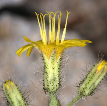 Image of <i>Hieracium horridum</i>