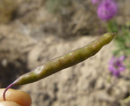 Image of <i>Cleome serrulata</i>