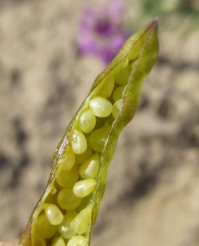 Image of <i>Cleome serrulata</i>