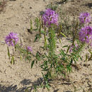 Image of Rocky Mountain beeplant