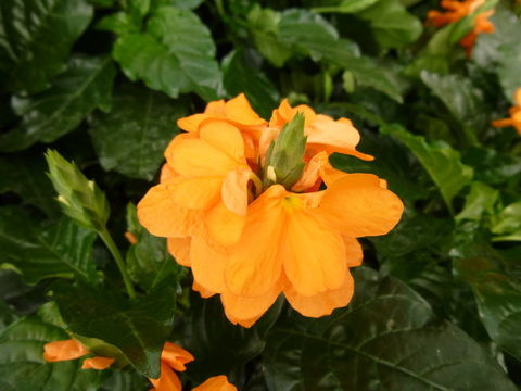 Imagem de Crossandra infundibuliformis (L.) Nees