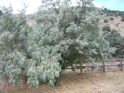 Image of Russian olive