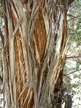 Image of Russian olive