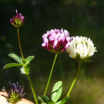 Image of whitetip clover