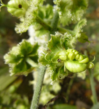 Image of Fringed False Hellebore