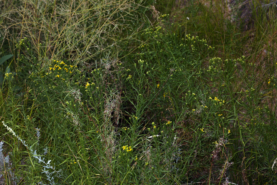 Plancia ëd Euthamia occidentalis Nutt.