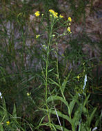 Plancia ëd Euthamia occidentalis Nutt.