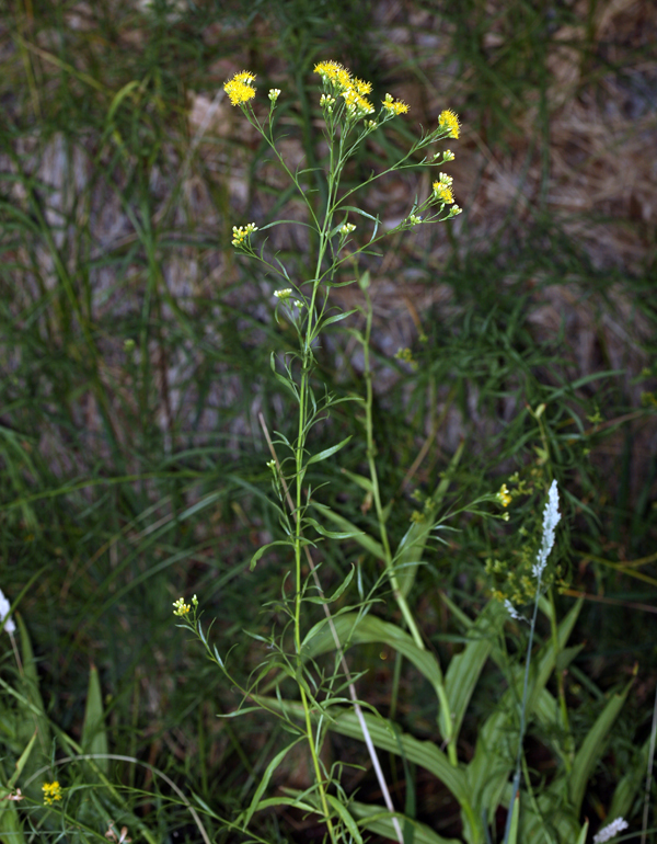 Plancia ëd Euthamia occidentalis Nutt.