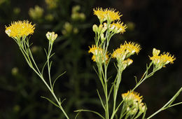 Plancia ëd Euthamia occidentalis Nutt.