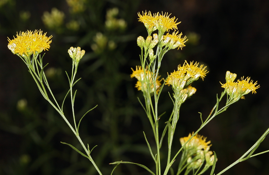 Plancia ëd Euthamia occidentalis Nutt.