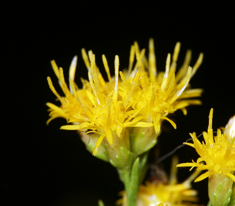 Plancia ëd Euthamia occidentalis Nutt.