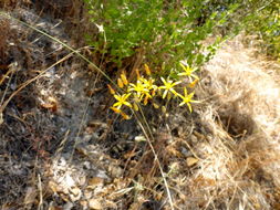 Image of common goldenstar