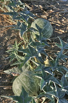 Image of coyote gourd