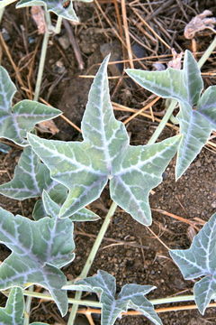 Image of coyote gourd