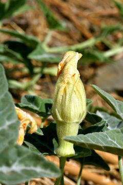 Image of coyote gourd