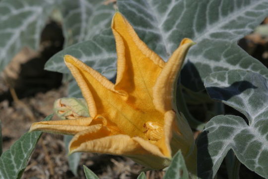 Image of coyote gourd