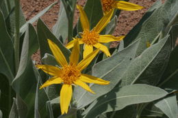 Image of Carey's balsamroot