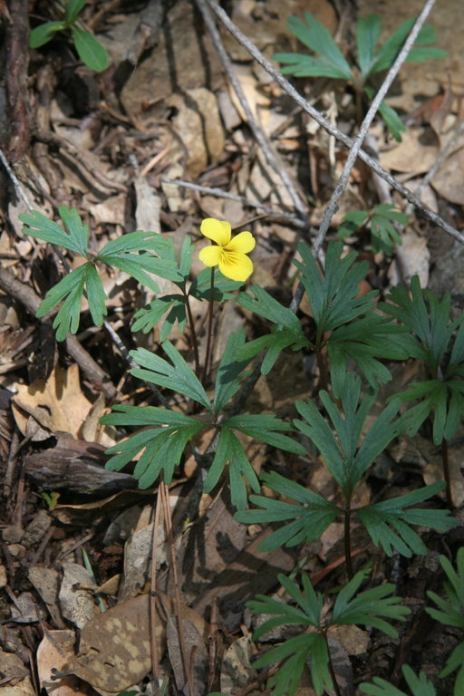 Viola sheltonii Torr.的圖片