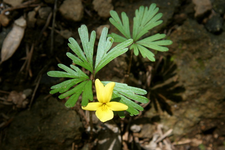 Viola sheltonii Torr.的圖片