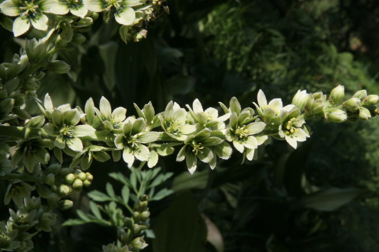 Image of California false hellebore