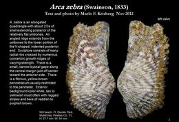 صورة Arca zebra Swainson 1833