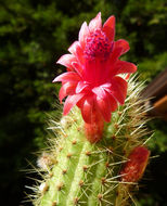 Image of Cleistocactus samaipatanus (Cárdenas) D. R. Hunt