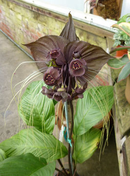 Image of black bat flower