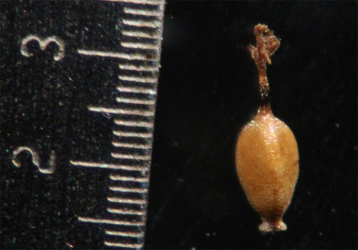 Image of Tall flatsedge