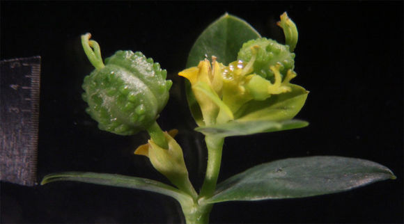 Euphorbia oblongata Griseb. resmi