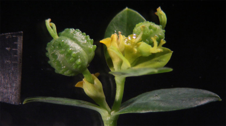 Euphorbia oblongata Griseb. resmi