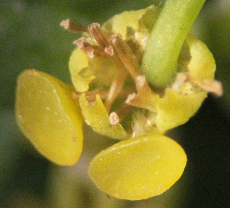 Euphorbia oblongata Griseb. resmi