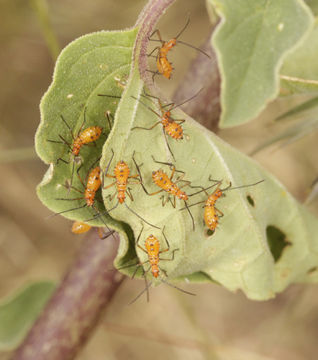 Image of Leptoglossus