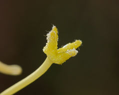 Image of Hooker's evening primrose