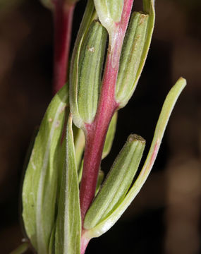 Imagem de Oenothera elata subsp. hirsutissima (A. Gray ex S. Wats.) W. Dietrich