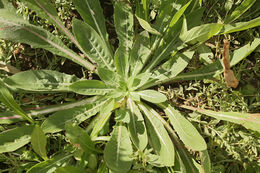 Imagem de Oenothera elata subsp. hirsutissima (A. Gray ex S. Wats.) W. Dietrich