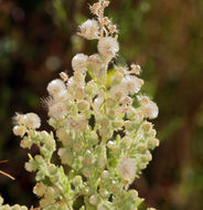 Plancia ëd Laennecia coulteri (A. Gray) G. L. Nesom