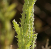 Plancia ëd Laennecia coulteri (A. Gray) G. L. Nesom