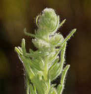 Plancia ëd Laennecia coulteri (A. Gray) G. L. Nesom