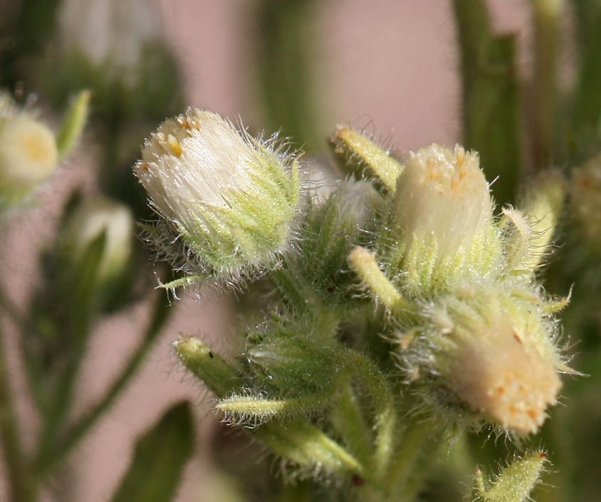 Plancia ëd Laennecia coulteri (A. Gray) G. L. Nesom