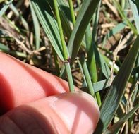 Image of Western-Wheat Grass